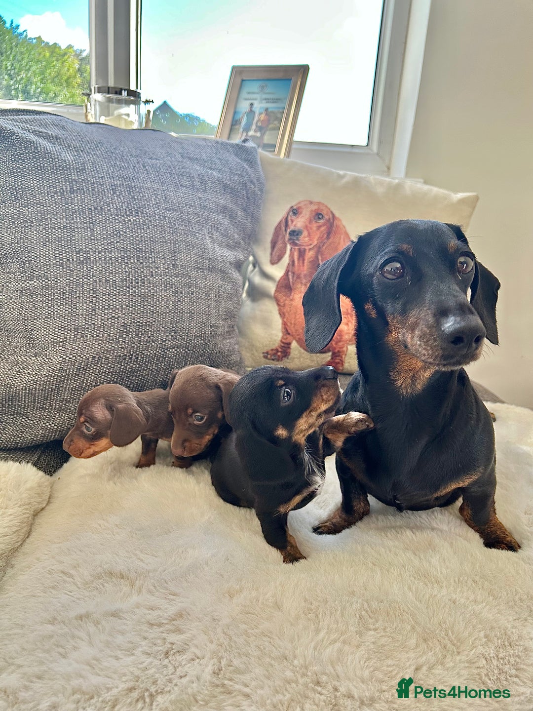 Miniature Dachshund dogs for sale: ✨Adorable miniature Dachshund pups✨ - Image 2