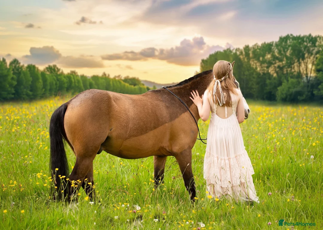 Welsh Section B horses for sale: 12.2hh Welsh Type Pony, Hector  in Birmingham - Advert 2