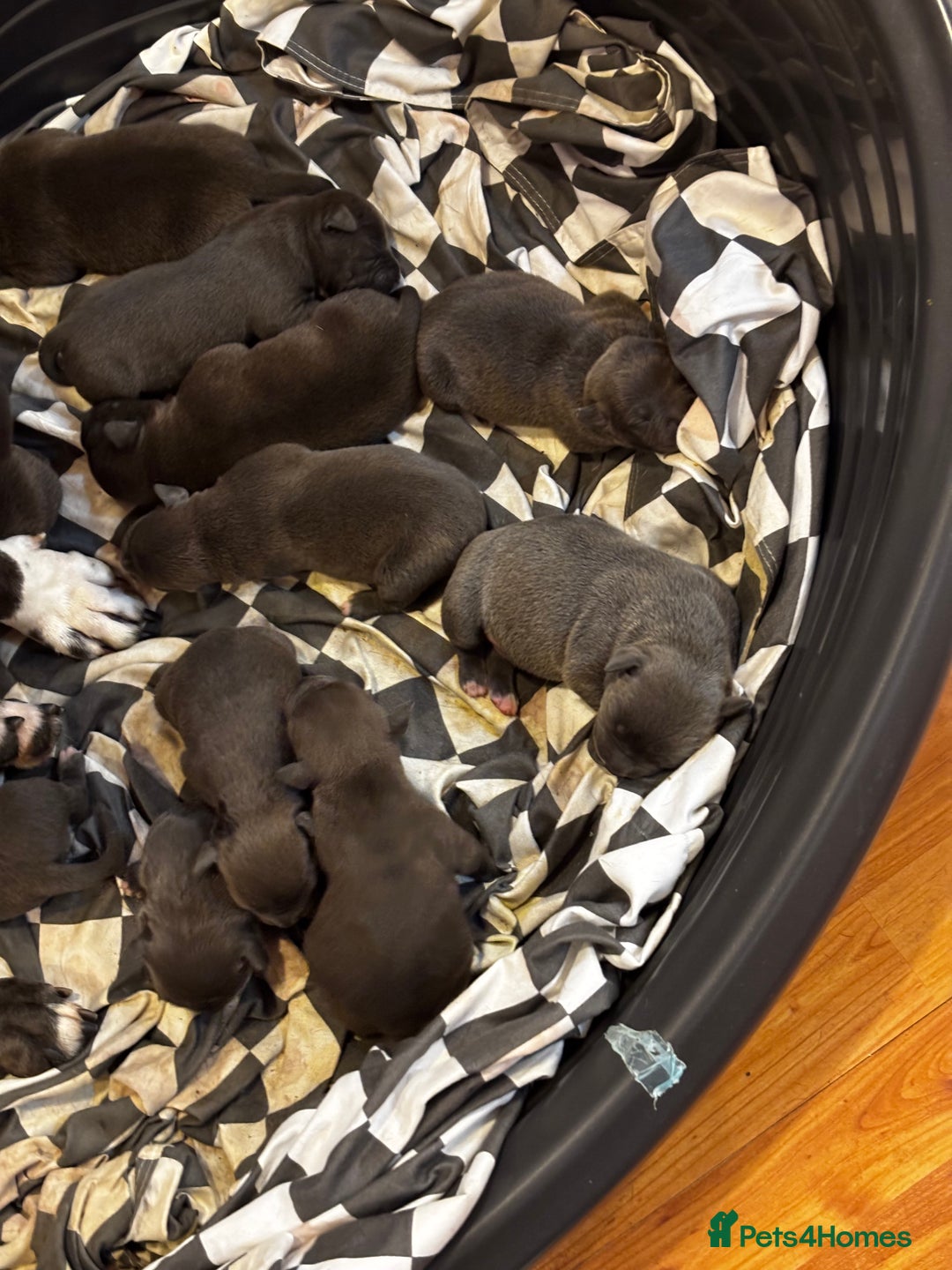 American Bully dogs for sale: STANDARD American Bully Blue - Advert 6