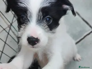 Mixed Breed dogs Patterdale Terrier X 1 boy not yet reserved. - Advert 3