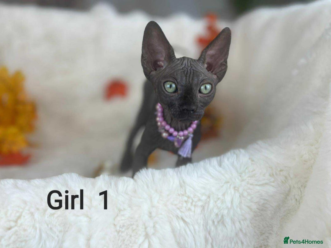 Sphynx cats for sale: 7 adorable Sphynx  looking for their forever home - Image 1