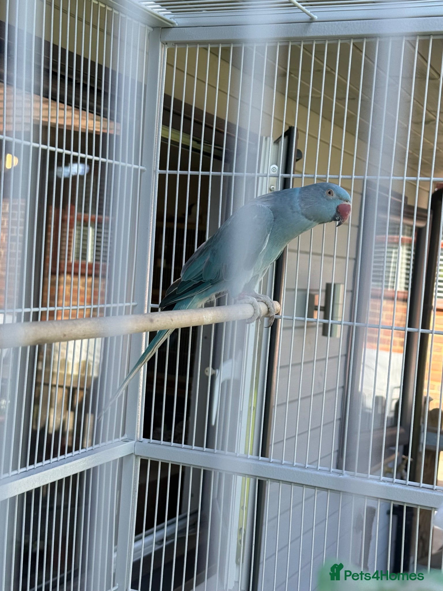 Ringnecks birds blue Indian ringneck  - Advert 9