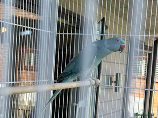 Ringnecks birds blue Indian ringneck - Advert 1