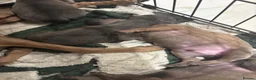 Italian Greyhound dogs for sale: Beautiful iggy pups for sale  in Bagshot - Advert 8