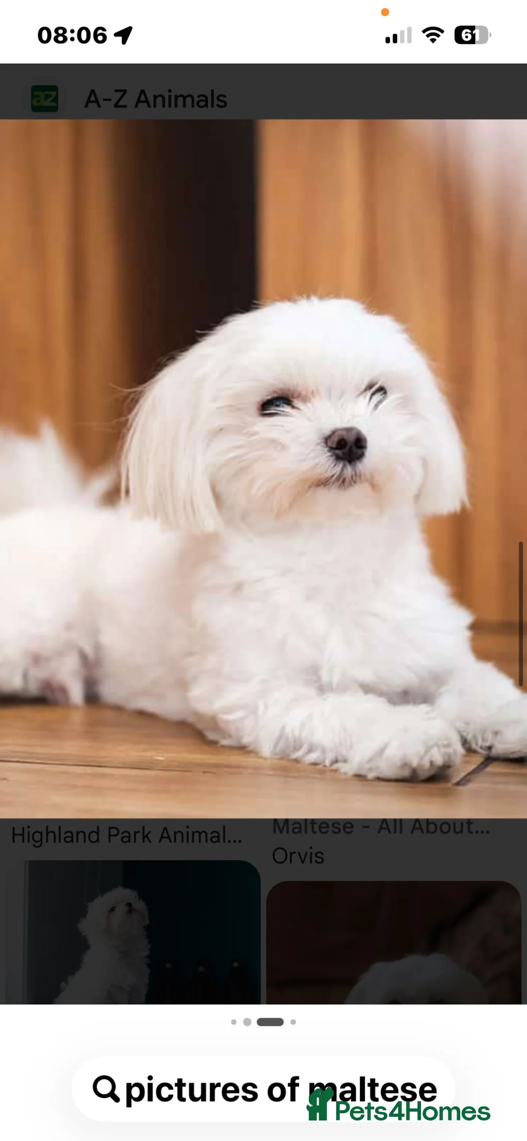 Mixed Breed dogs for sale: Puppy for sale  in Montrose - Advert 5