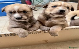 Pomsky dogs for sale: Adorable Blue Eyed 🐾 Long Eared Pomskies  - Image 16