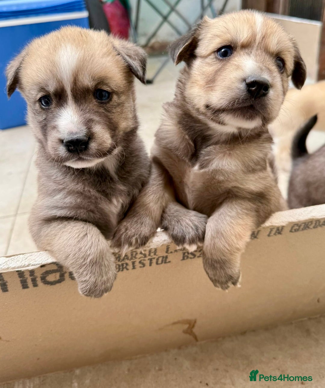 Pomsky dogs for sale: Adorable Blue Eyed 🐾 Long Eared Pomskies  - Image 16
