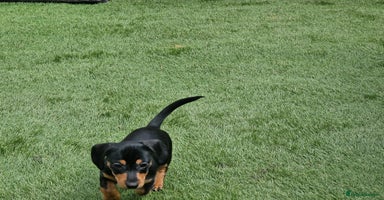Mixed Breed dogs in Porth - Advert 3