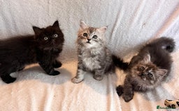 Persian cats for sale: 4 super friendly & playful Persian/Ragdoll babies - Image 17