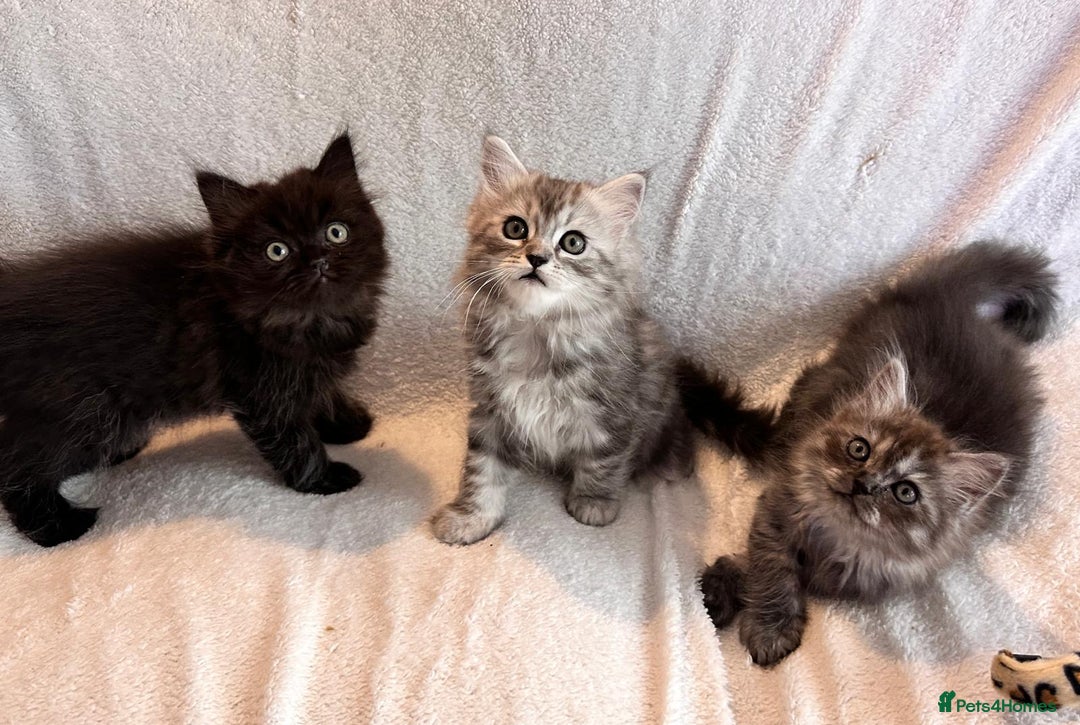Persian cats for sale: 4 super friendly & playful Persian/Ragdoll babies - Image 17
