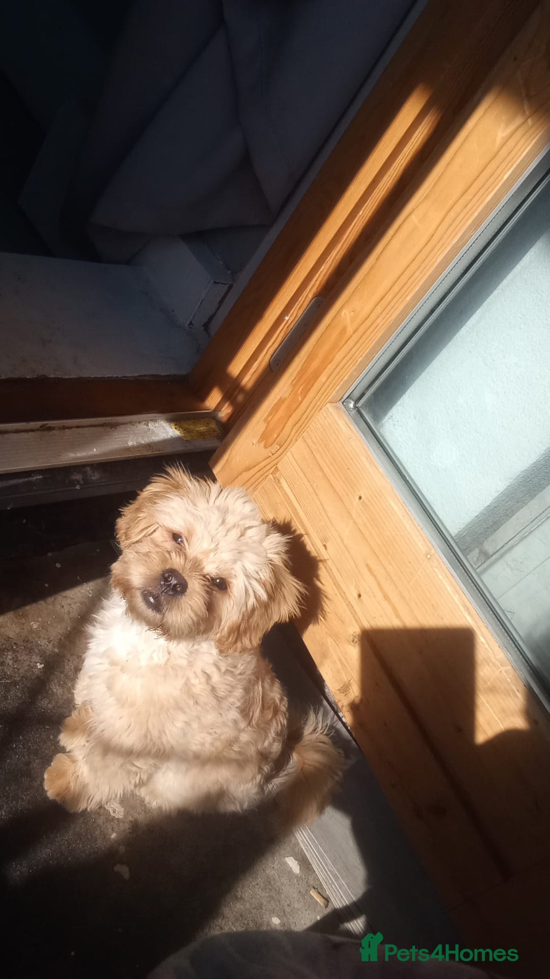 Mixed Breed dogs for sale: Pulled cross poodle dog - Image 3