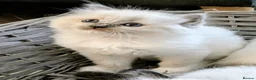 Ragdoll cats for sale: Ragdoll Kittens - Advert 5