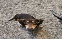 Dachshund dogs for sale: Miniature dachshund puppies  - Image 2