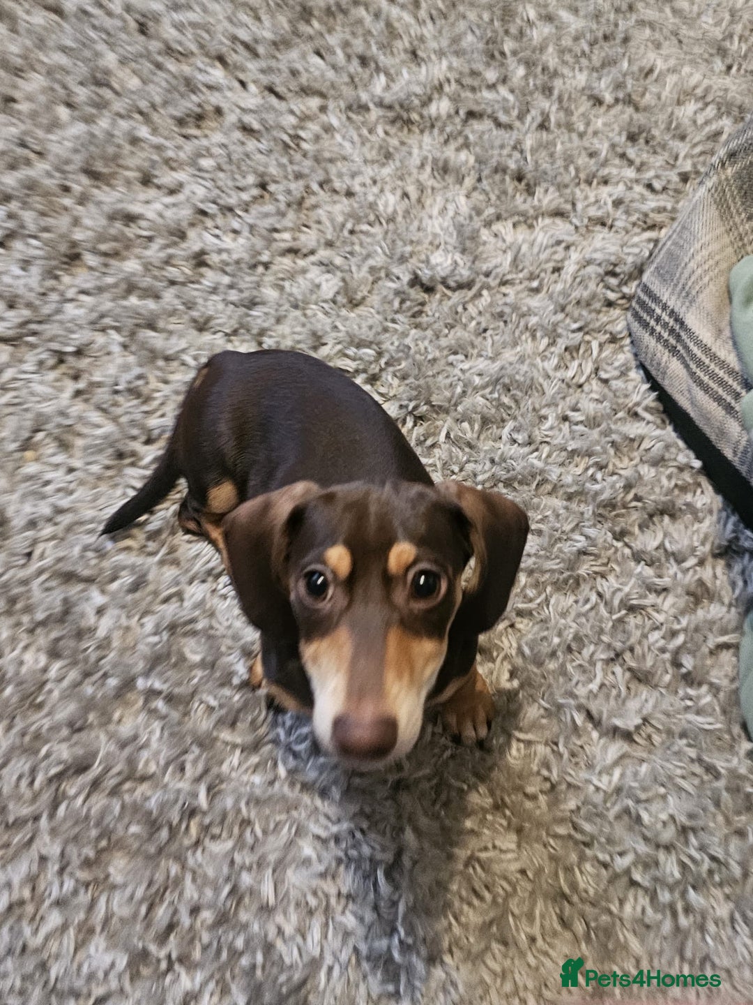 Dachshund dogs for sale: Miniature dachshund puppies  - Image 2