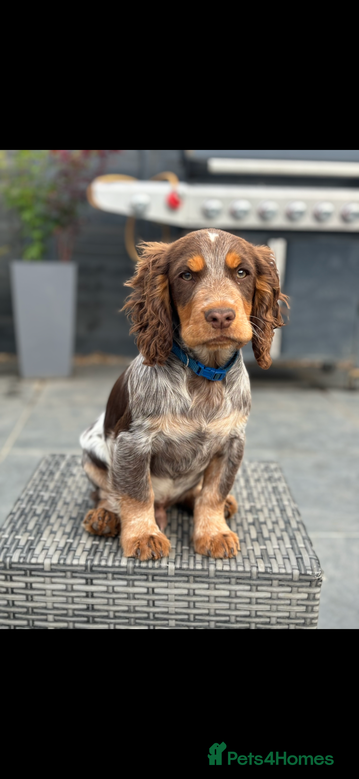 Cocker Spaniel dogs 10 month old male cocker in High Wycombe - Advert 4
