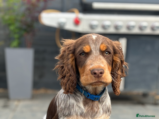 Cocker Spaniel dogs 10 month old male cocker in High Wycombe - Advert 4