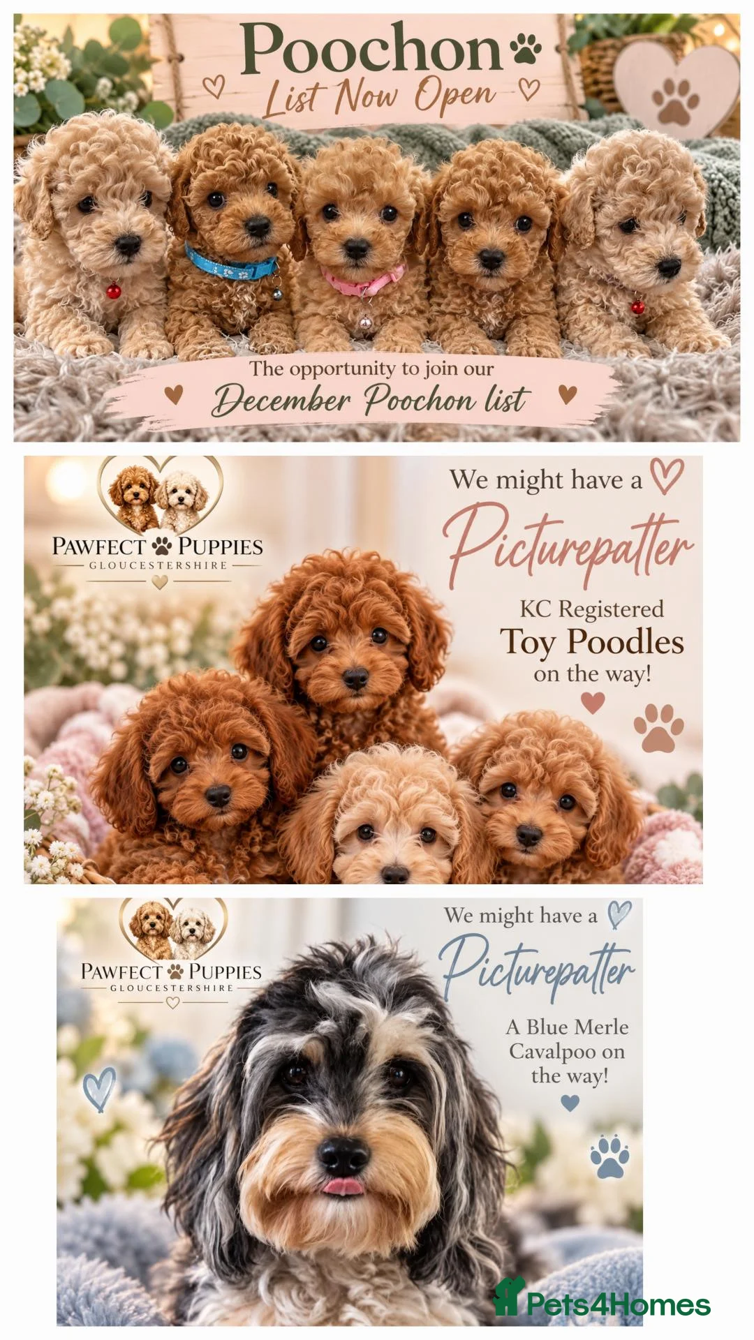 Mixed Breed dogs for sale:  Upcoming Litters: Toy Poodles, Poochons & Cavapoo in Gloucester - Advert 1