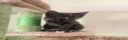 Mixed Breed cats for sale: Little best friends - Advert 7