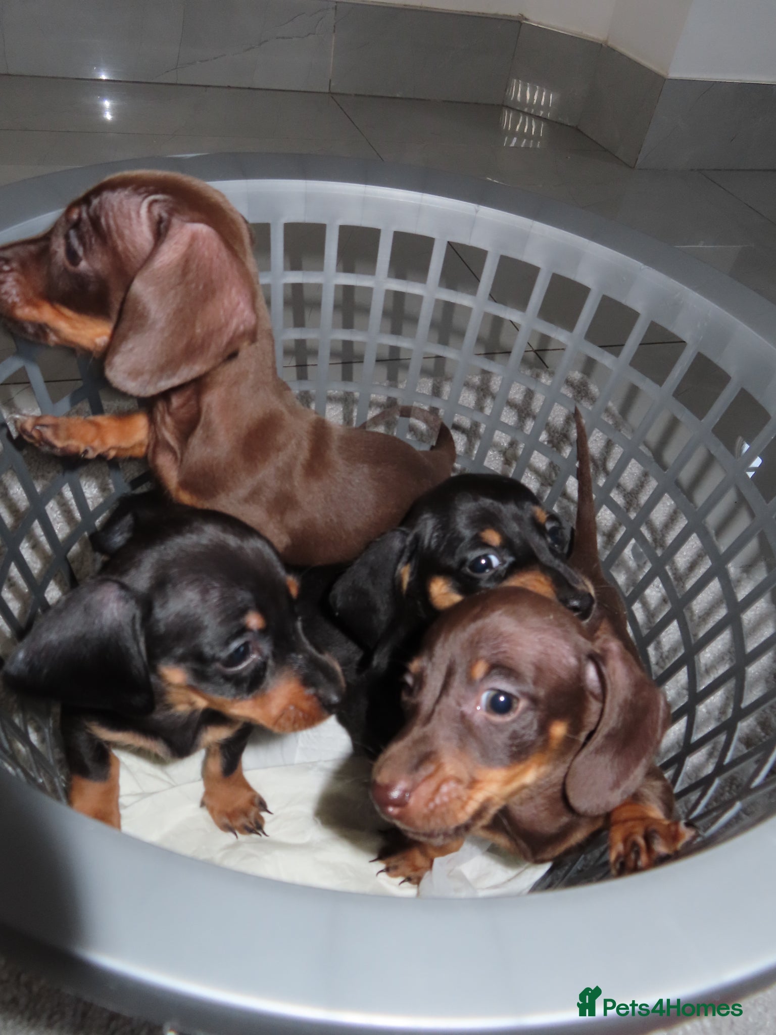 Dachshund dogs Dachshund puppies ready to leave next week  - Advert 8