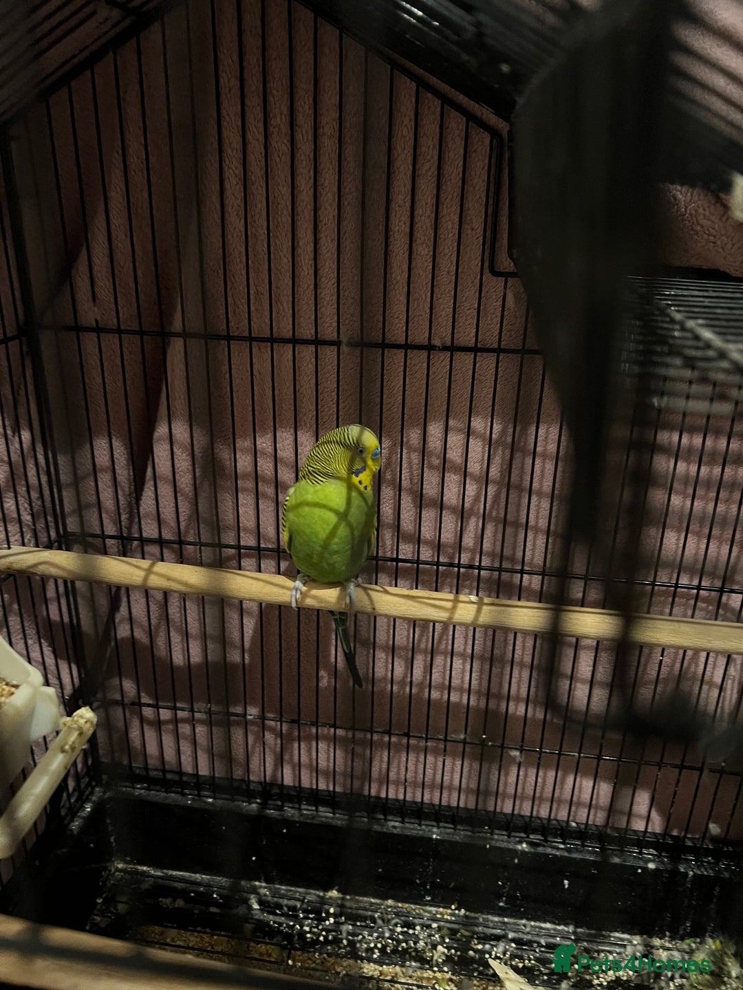 Budgerigars birds for sale: Single Budgie  - Advert 2