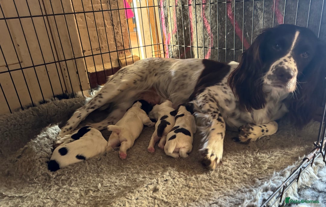English Springer Spaniel dogs for sale: Quality B&W English Springer Spaniel Puppies - Advert 2