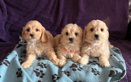 Cavachon dogs for sale: Cute Cavachon puppies  - Image 2