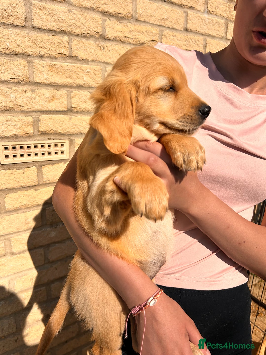 Golden Retriever dogs for sale: Golden Retriever Puppies  - Image 13