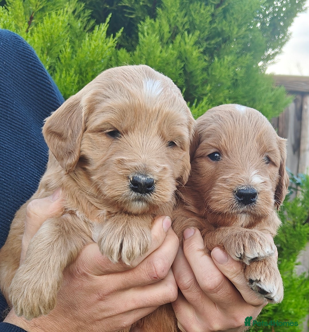 Mini Goldendoodle dogs for sale: *REDUCED* Adorable Red & Apricot Goldendoodles - Advert 22