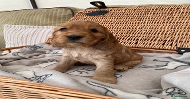 Cocker Spaniel dogs - Advert 6