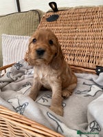 Cocker Spaniel dogs - Advert 9