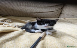 Mixed Breed cats for sale: 3 gorgeous kittens ready for 5* homes - Image 3