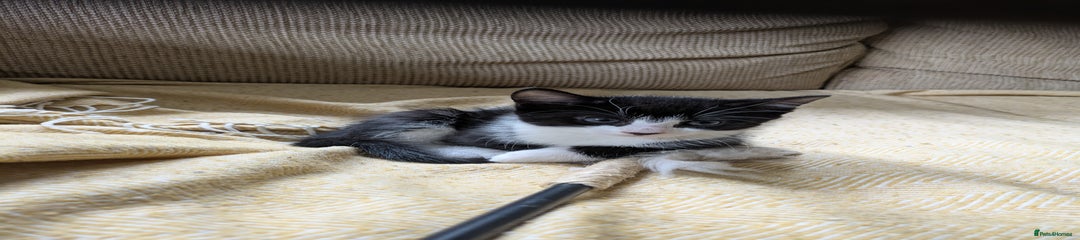 Mixed Breed Kitten 2