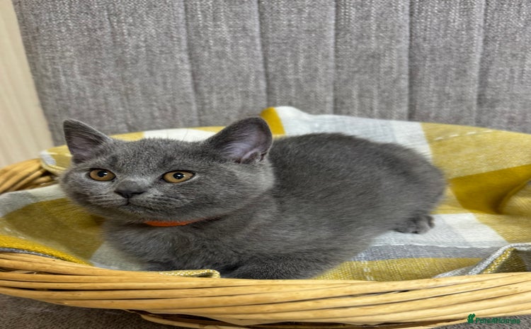 British Shorthair cats - Advert 13