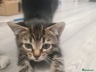 Mixed Breed cats 3 beautiful kittens in Liverpool - Advert 5