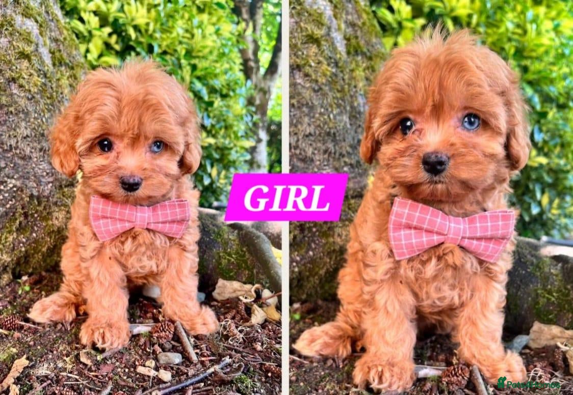Cavapoo dogs  Cavapoo Puppies - Advert 10