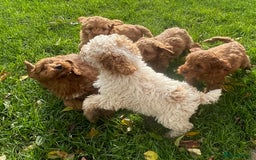Cockapoo dogs for sale: Red Cockapoo puppies for sale - Image 22