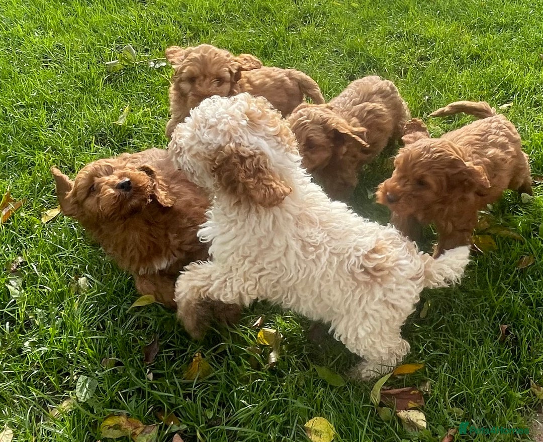 Cockapoo dogs for sale: Red Cockapoo puppies for sale - Image 22