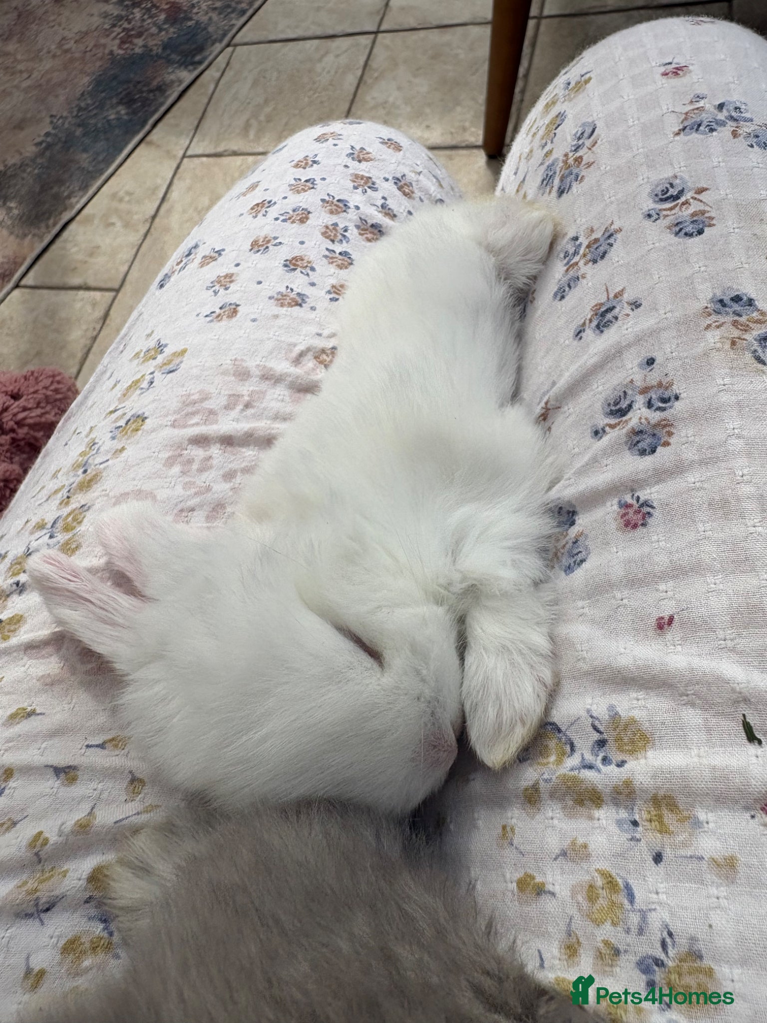 Mini Lop rabbits Raised indoors Mini lops/lion lops-vaccinated  - Advert 2