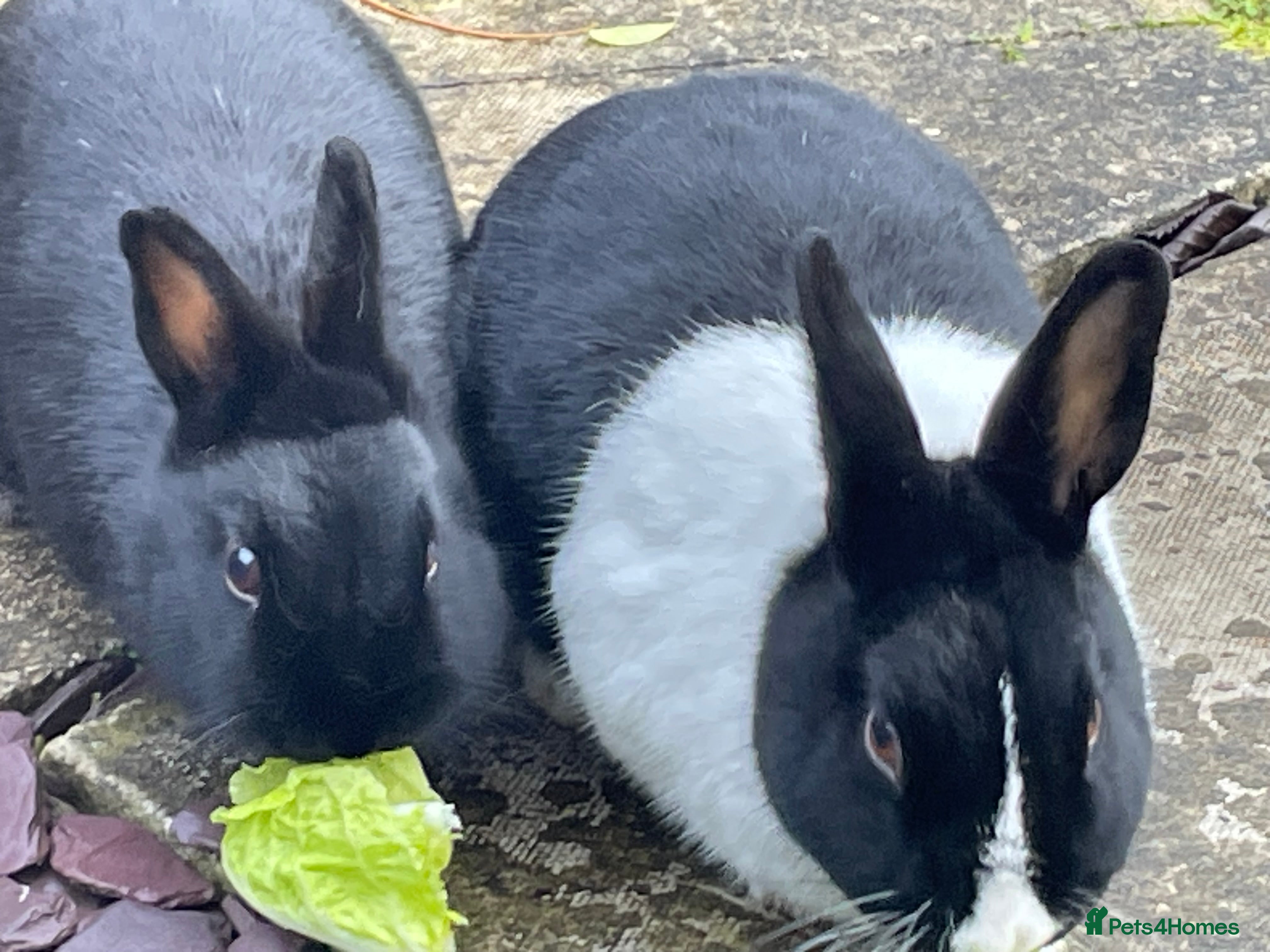 Dutch rabbits 2 rabbits for re-homing  - Advert 1