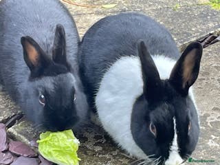 Dutch rabbits 2 rabbits for re-homing - Advert 9