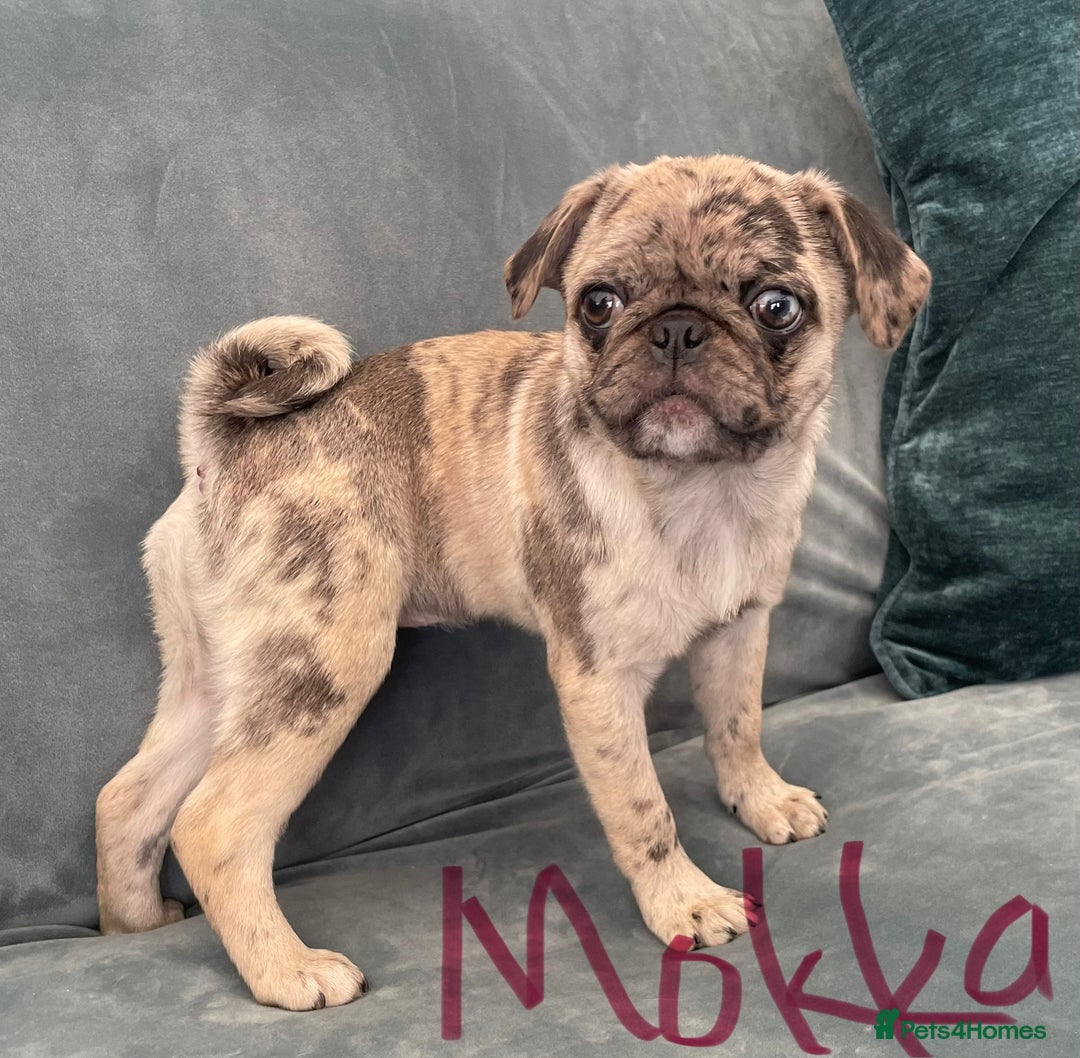 Pug dogs for sale: Pug Puppies  - Image 13