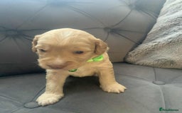 Cockapoo dogs for sale: Cockapoo Lovley Puppies  - Image 26