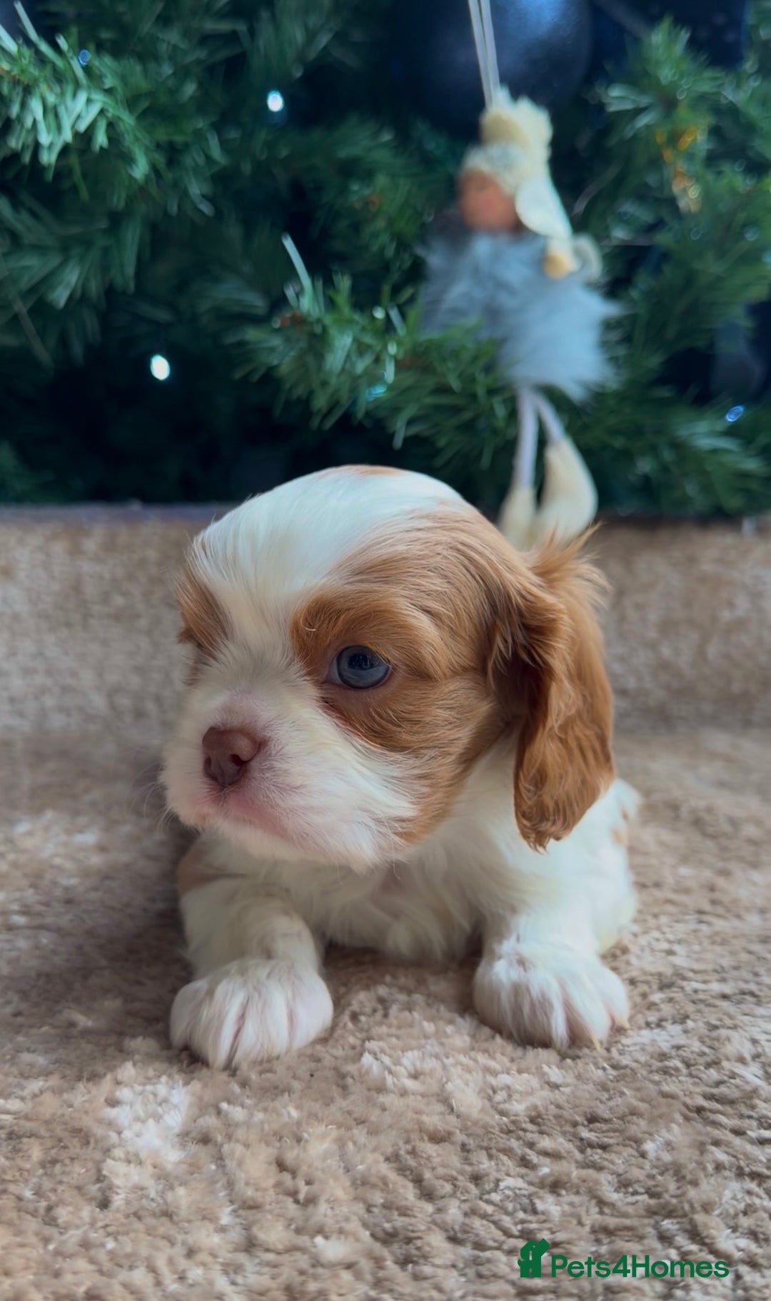 Cavalier King Charles Spaniel dogs for sale: Chocolate Kc reg cavalier King Charles - Advert 2