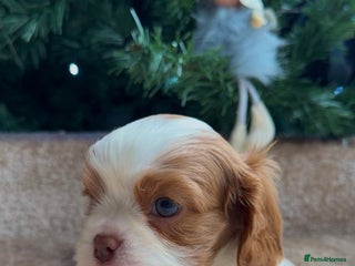 Cavalier King Charles Spaniel dogs Chocolate Kc reg cavalier King Charles - Advert 11