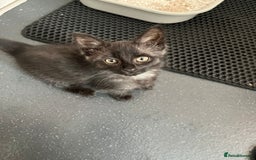 Maine Coon cats for sale: Smokey Mainecoon female  - Image 1