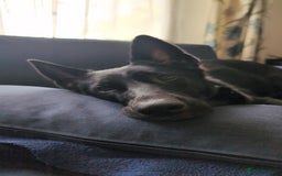 Mixed Breed dogs for sale: Mal X (shepinois) puppies for sale! - Image 10