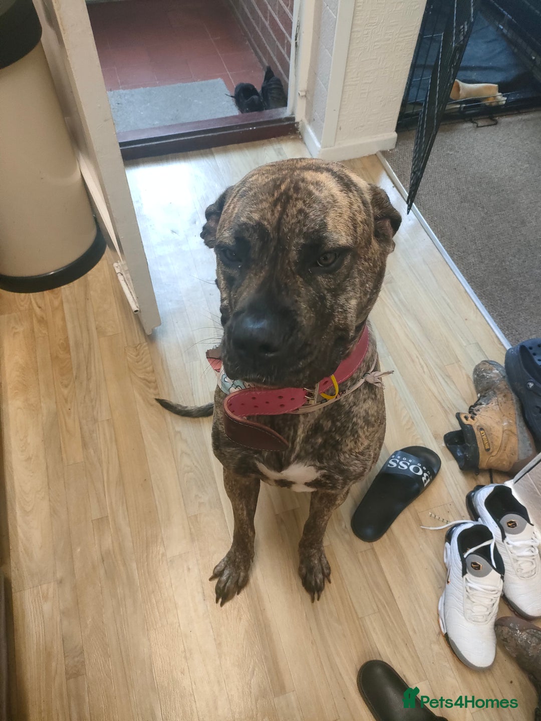 Presa Canario dogs for sale: Pressa canario female  - Image 1