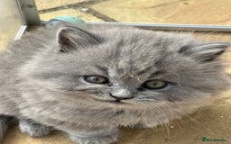 British Longhair cats for sale: British Longhair GCCF Registered  - Image 2