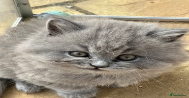 British Longhair cats - Advert 2