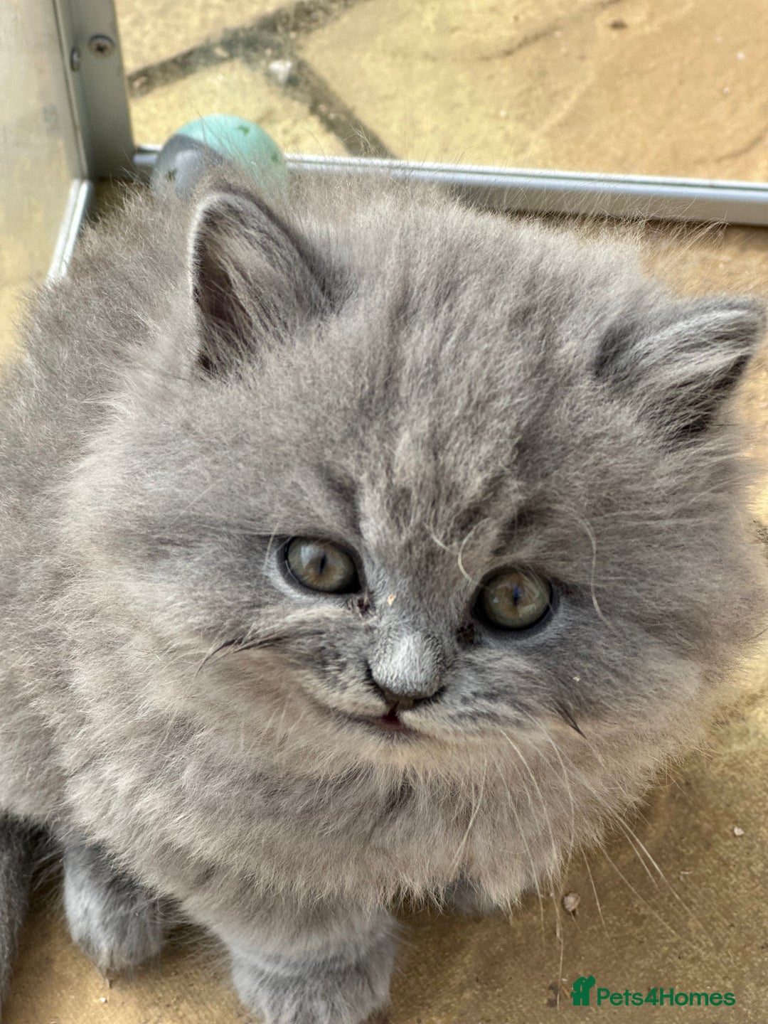 British Longhair cats for sale: British Longhair GCCF Registered  - Image 2